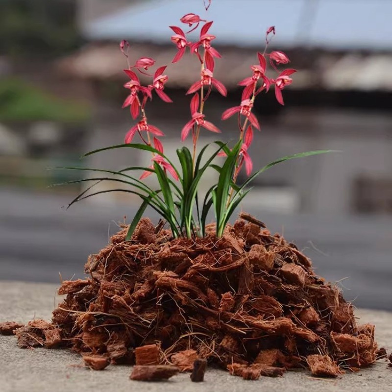 有機肥料入りココナッツ繊維ブロック 500g。天然ココピート - Sphagnum Moss Dry のレビューと価格