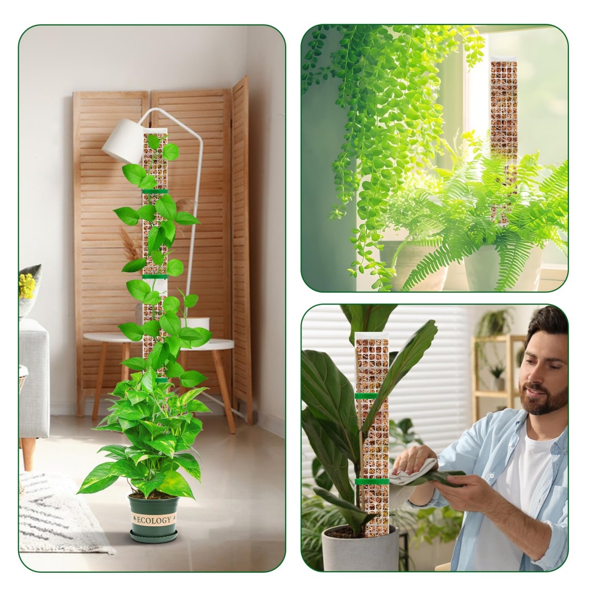 モンステラやポトス、フィロデンドロンなどの観葉植物を支えるた - Sphagnum Moss Dry のレビューと価格