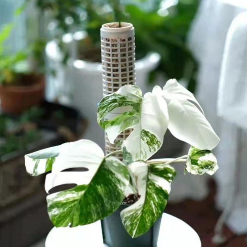 苔柱高さ25CM苔スタンド植物つるポールスティック - Sphagnum Moss Dry のレビューと価格
